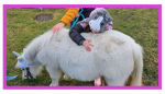 mini horse and a child.