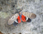 AP: Spotted Lanternfly