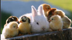 ya farm animals