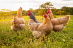 ya flock of chickens