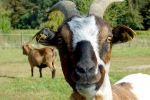 Young Adult Program - Goat Yoga