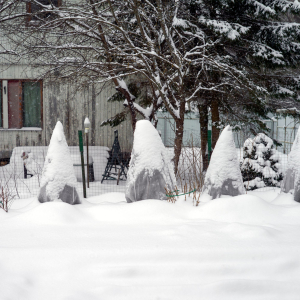 Adult Program: Preparing your garden for Winter image