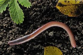 Reading with Worms (ages 3 1/2 - 8 years old) image
