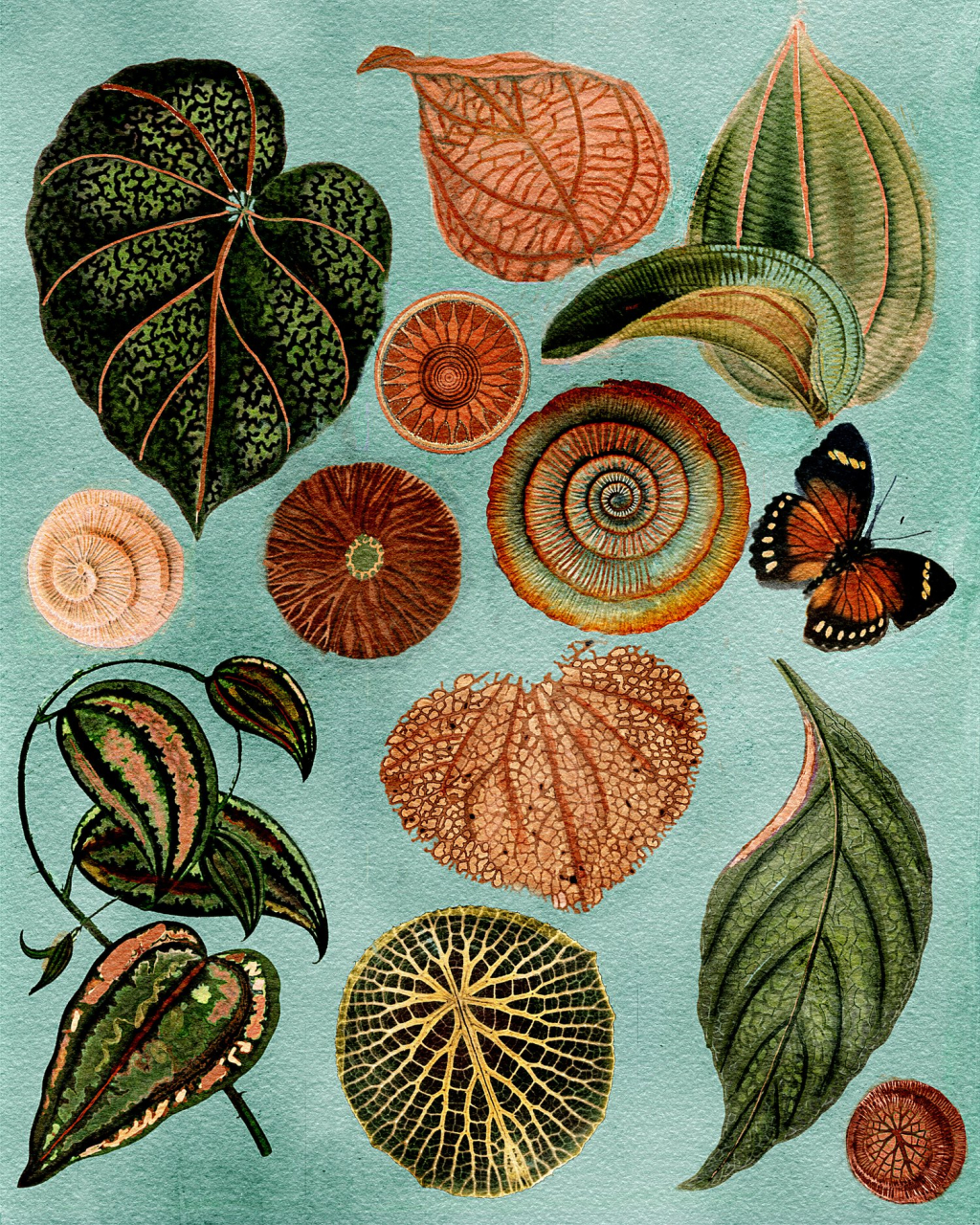 08/24/2025 | Botanical Art Club | Boonton Holmes Public Library