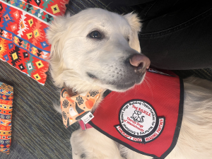 PAWS to Read w/ Parker the Therapy Dog image