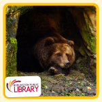 a brown bear rests in the mouth of a dark cave/den