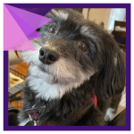 Read to a Therapy Dog For Kids