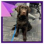 a chocolate lab dog sits patiently in an office. the dog, Zuko, is a K-9 in-training at the Burlingt