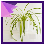 photo of a spider plant (thin and long green leaves with lighter green stripes down the center of th