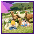Kids Alpaca Storytime