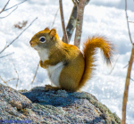 squirrel sitting on a rock