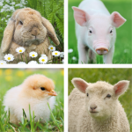 Baby animals including a goat, lamb, chick, and bunny