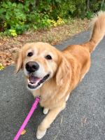 Happy golden retriever looking up at the photographer while on a walk.