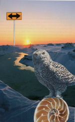 A snowy owl in front of a lanscape with a road with the sun setting, there is a sign with arrows poi