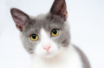 Zoom Program: Understanding Your Cat IS BACK!!!