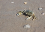 Zoom Program: Beachcombing for Signs of Wildlife with the Mass Audubon