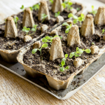 EggCartonGarden.