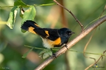 [Online] Birding Talk with Robert Culbert