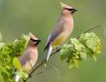 waxwing bird