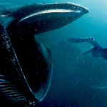 in the whale square