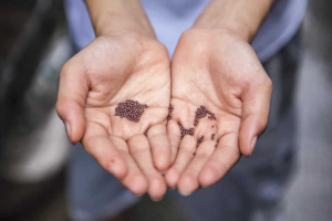 Adventures in Seed Saving image