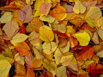 colorful fall leaves