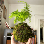 Fern growing out of moss ball