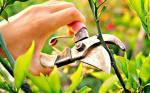 a hand using a gardening tool to cut a plant.