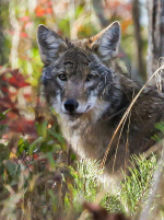 Coyote