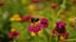 Take & Make Craft: Pollinator Garden Kit