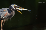 A striking image of a bird catching a fish