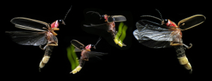 IN PERSON: Silent Sparks: The Wondrous World of Fireflies with Sara Lewis image