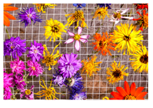 IN PERSON: Forever Flowers with New England Botanic Garden image