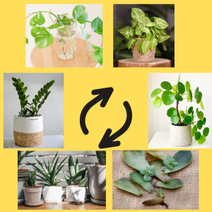 IN PERSON: Houseplant Swap image