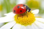 bug