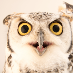 SRP: Outstanding Owls (ages 6 and under)