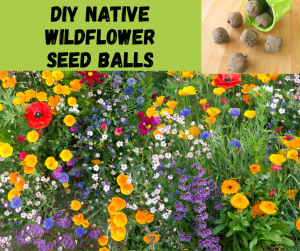 Saturday, April 25, 2026 | DIY Native Wildflower Seed Balls | Hampstead  Public Library
