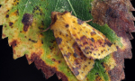 Moth camouflaged on leaf