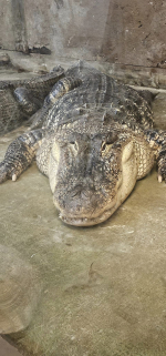 Animal Adventures alligator.