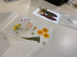 pressed flowers laminating image