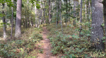 Lansing Bennett Forest.