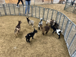 Channell Homestead Petting Zoo goats.