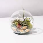 terrarium with air plants and seashells. 