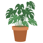 Mosntera plant