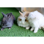 Three rabbits
