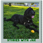 dog jax
