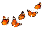 butterfly1