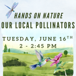 Hands on Nature Our Local Pollinators program