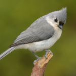 Learn Backyard Bird Feeding