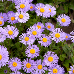 Blue aster flowers